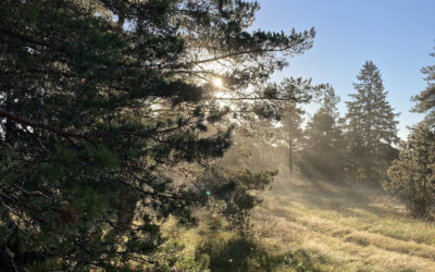 Nieuwe publicatie herstel